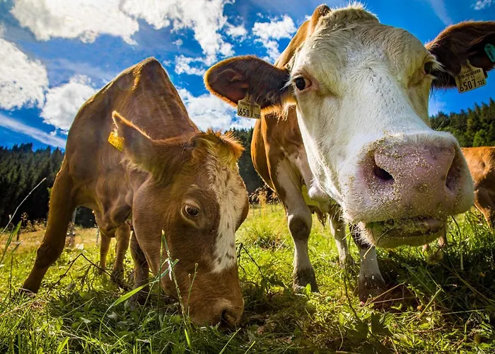 Tonibauer 팜스테이